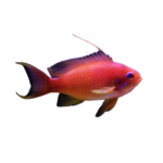 Anthias - Lyretail - Red Male