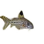 Catfish - Julii - Corydoras