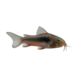 Catfish - Gold - Green - Corydoras
