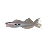 Blenny - Twinspot