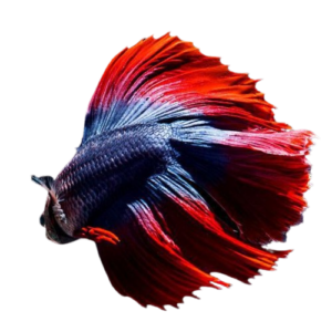 Betta