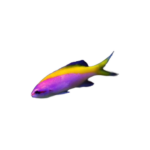 Anthias - Evansi - Yellowback - Med