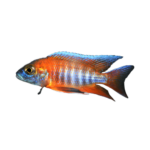 Cichlid - Peacock Jacobfreibergi