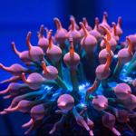 Anemone - Rose Bubble