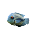 Cichlid - Chocolate