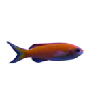 Anthias - Randall's