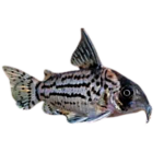 Catfish - Schwartzi - Cordoras
