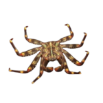 Crab - Sally Lightfoot