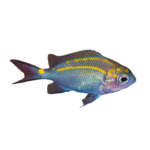 Damsel - Chromis - Orange Line