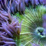 Anemone - Rock Flower Ultra