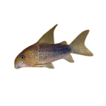 Catfish - Smudge Pot - Corydoras