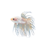 Betta - Crowntail - Male