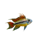 Cichlid - Apistogramma - Orange Cacatuoides -Dwarf Cockatoo