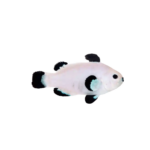 Clownfish - Ocellaris - Ice Storm