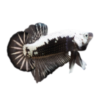 Betta - Plakat Black Samurai - Male