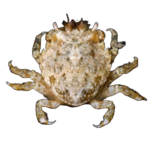 Crab - Pithos