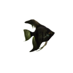 Angelfish - Full Black