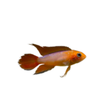 Cichlid - Apistogramma - Dwarf Agassizii Flame Red