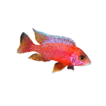 Cichlid - Peacock Dragon Blood