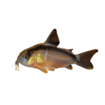 Catfish - Arcuatus Skunk - Corydoras