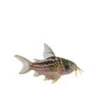 Catfish - Elegant