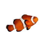 Clownfish - Ocellaris - Pair
