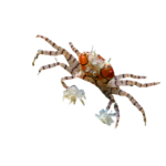 Crab - Pom Pom