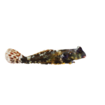 Blenny - Scooter