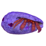 Crab - Hermit - Halloween Orange Band