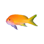 Anthias - SquareBack Female