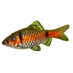 Barb - Veiltail Cherry
