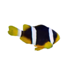 Clownfish - Clarkii
