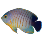 Angel - Red Stripe Eibli