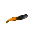 Blenny - Flame Tail