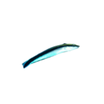 Blenny - Mimic - Cleaner - M