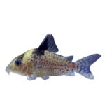 Catfish - Punctatus - Corydoras