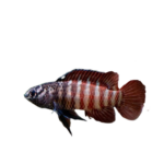 Badis - Tiger Dario