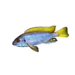 Cichlid - Acei - Yellow Tail