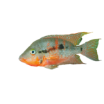 Cichlid - Firemouth