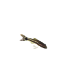 Catfish - Otocinclus