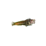 Blenny - Segmented Sailfin