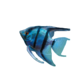 Angelfish - Cobalt Blue - Locally Raised