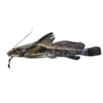 Catfish - False - Eques