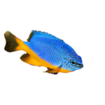 Damsel - Azure