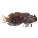 Blenny - Ember