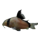 Catfish - Metae - Corydoras