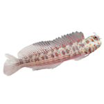 Blenny - Red Spotted