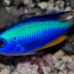 Damsel - Alleni