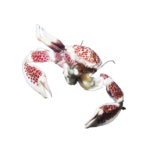Crab - Anemone