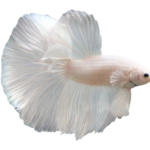 Betta - Platinum Male